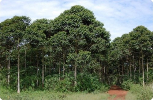 Kikonda Forest Reserve